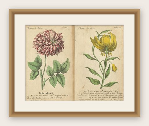 Antique Print of the Mountain Lily and Rosa Mundi, 1747, shown framed