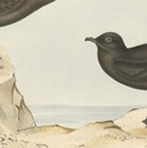 Antique Bird Print of Storm Petrels by Gould, 1832, close-up 2