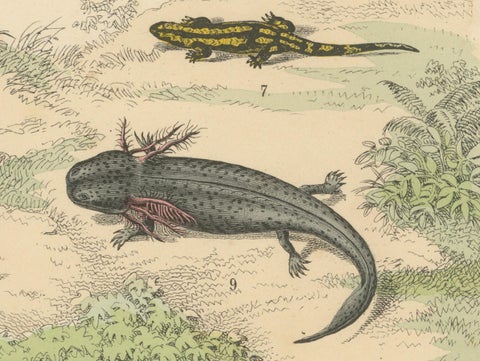 Amphibians Print: Frogs, Salamanders, Axolotl & Caecilian, Antique 1867, close-up 4