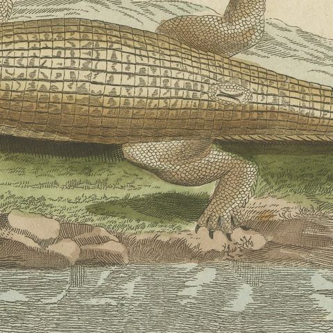 Crocodiles with an Egyptian Pyramid, Antique Bertuch Print, Vienna, circa 1805, close-up 3