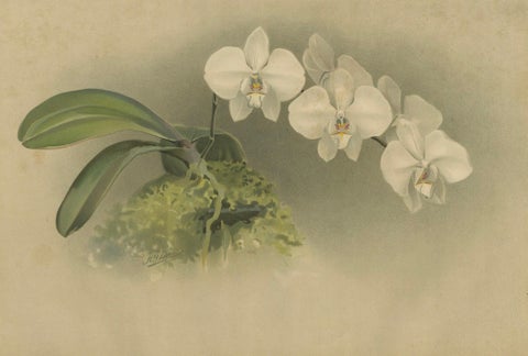 Victorian Botanical Print, White Phalaenopsis Casta Orchid, Published ca.1888, close-up 1