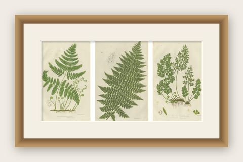 British Ferns Triptych, Three Antique Botanical Prints, Anne Pratt, 1873, shown framed