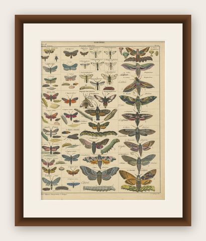 Wondrous Moths and Hawkmoths, Hand-Colored 19th-Century Natural History Print, shown framed
