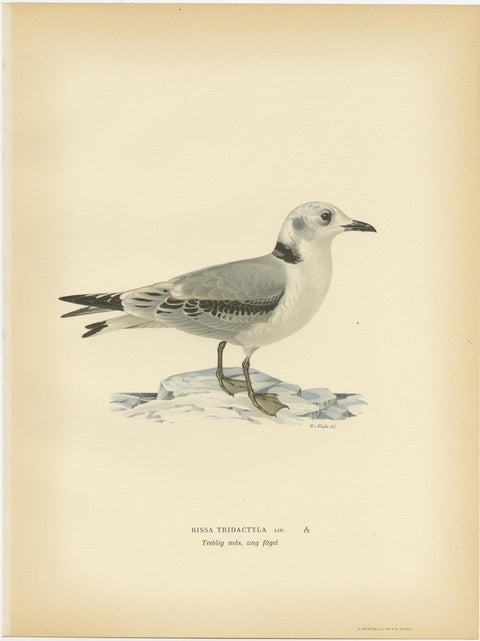 Antique Bird Print of the Black-Legged Kittiwake by Von Wright, 1929, view 3