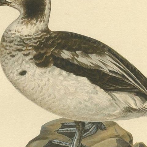 Antique Bird Print of a Young Long-Tailed Duck by Von Wright '1929', close-up 2