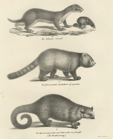 Pair of Antique Zoological Engravings, Exotic Mammals, c.1830, close-up 2