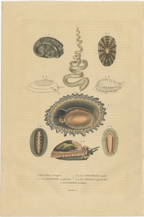 Marine Mollusk Diversity: Sponges, Abalones, Limpets, and Chitons, 1845, view 2