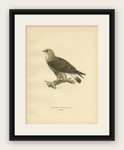 Antique Bird Print of the Rough-Legged Hawk, '1929', shown framed