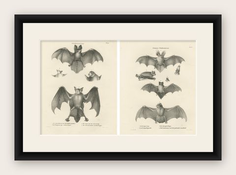 Anatomical Studies of Bats from 'The Mammals' Natural History Lithographs, 1836, shown framed