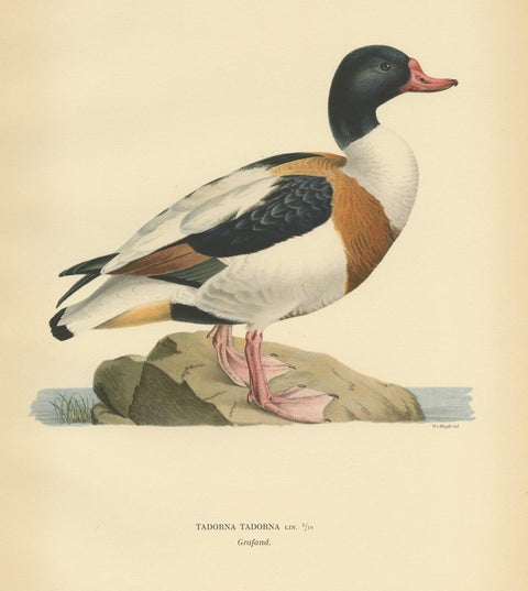 Antique Bird Print of the Common Shelduck by Von Wright '1929', view 3