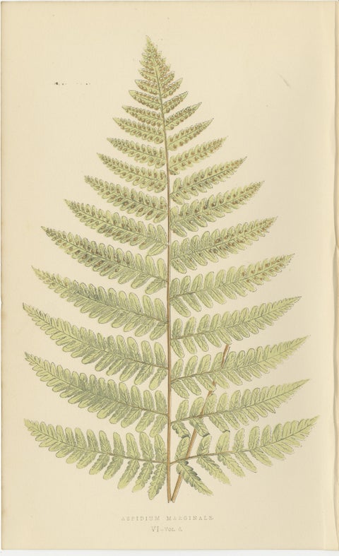 Antique Hand-Colored Fern Prints - Didymochlaena, Aspidium - 19th Century, view 4