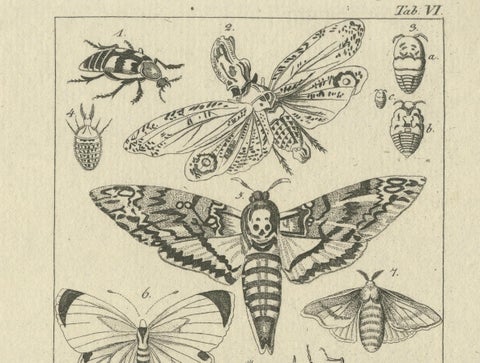 Antique Zoological Engravings of Reptiles, Fish & Insects, c.1800, close-up 2