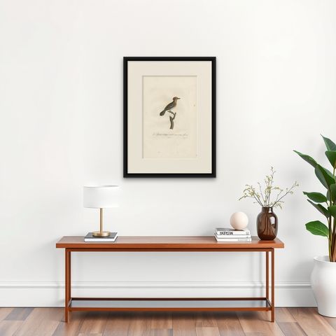 Antique Bird Print of a Kingbird Species by Vieillot, 1807, shown framed on a wall