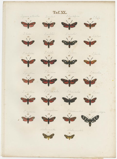 Set of 6 Antique Prints of Various Butterflies and Moths by Ramann, circa 1870, view 5