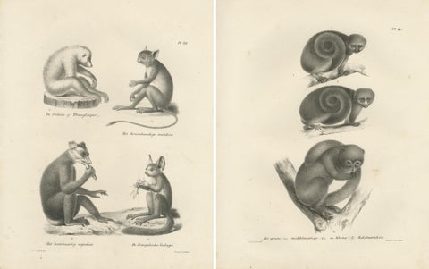 Sloth, Galago, and Lemur Species, Lithographs by C. Last, 1836, Natural History, view 4