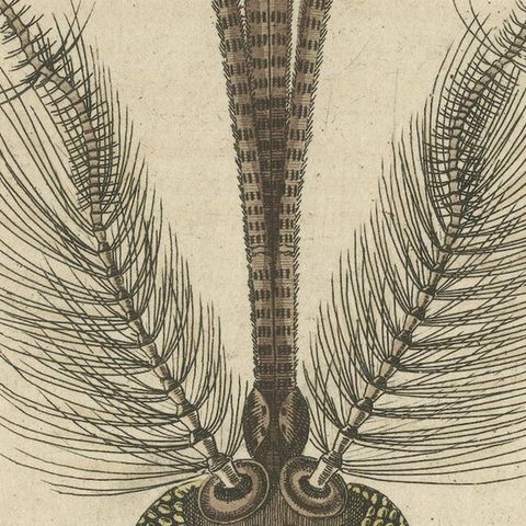 Antique Print of various Insects including the Nun Moth & Common House Mosquito, close-up 4