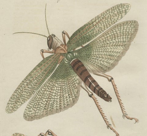 Antique Giant Locust & Grasshopper Engraving, Bertuch, c.1800, close-up 5