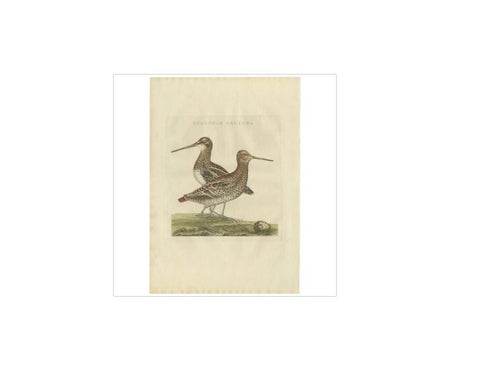 Antique Bird Print of the Great Snipe by Sepp & Nozeman, 1797, view 3