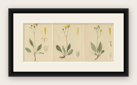 Set of 3 Antique Botany Prints H. Marshalli and Other Flowering Plants, shown framed