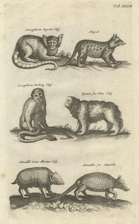 Antique Engraving Showing Animals of the Guenon & Armadillo Species, 1657, close-up 1