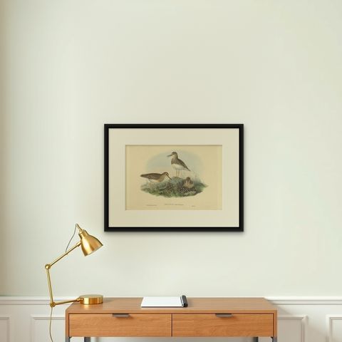 Antique Bird Print of The Pectoral Sandpiper by Gould, c.1870, shown framed on a wall