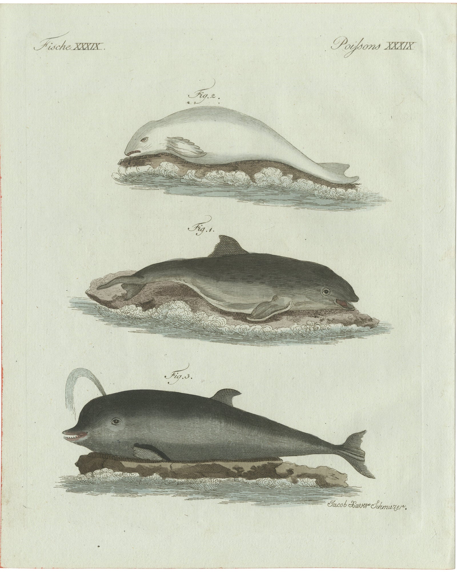 Original Antique Print of Three Dolphins and Porpoises by Bertuch, 1802