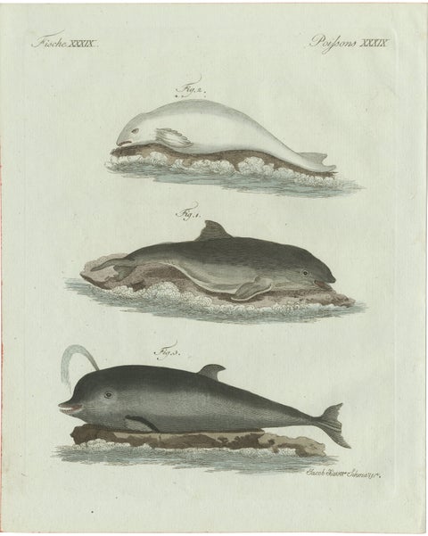 Original Antique Print of Three Dolphins and Porpoises by Bertuch, 1802