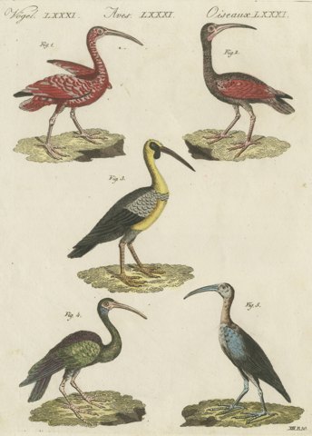 Scarlet Ibis and Other Ibises, Antique Bertuch Print, Vienna, circa 1812