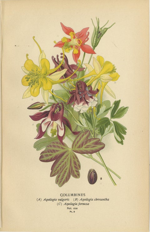 Botanical Elegance: A Triptych of Garden and Greenhouse Splendors, 1896, view 2