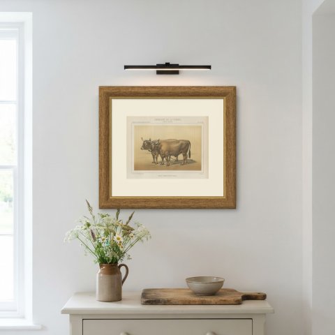 Cholet Oxen, French Cattle Breed, Antique Chromolithograph by Borie, 1863, shown framed on a wall