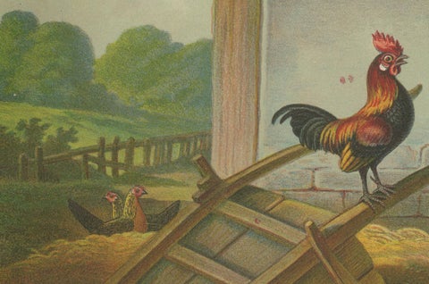 The Lively Golden Bantam Game Fowl - A Rare 19th Century Poultry Lithograph, close-up 1