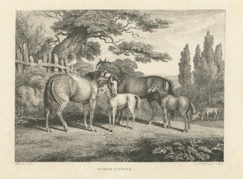 Mares & Foals Engraving, Original Georgian English Equestrian Print, 1799, close-up 1