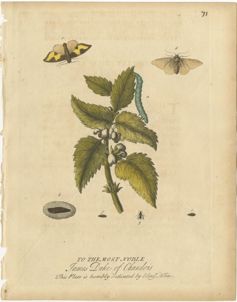 Antique Entomology Prints, English Insects on Hazel & Elm, Albin 1720, view 3