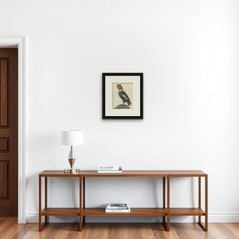 Andean Condor (Male) - Majestic Vultur gryphus Illustration by Bertuch, 1805, shown framed on a wall