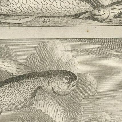 Untitled Antique Print of Fish Species No. 451, Indonesia, 1726, close-up 2