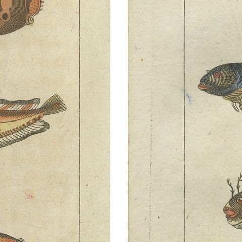 Set of 2 Antique Fish Prints - Viviparus - Oyster Toadfish - Tusk Fish, close-up 2