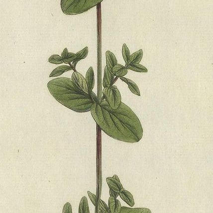 Antique Botany Print of a Species of St. Johnswort by Curtis, circa 1777, close-up 2