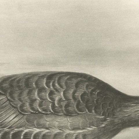 Grey Goose Walking, Antique Bird Print after Lilian Medland, circa 1909, close-up 2