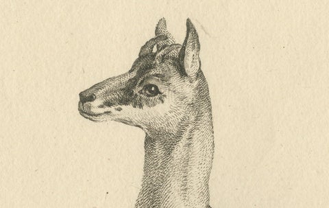 Agile Chamois or Mountain Goat Antilope: A Detailed Etching - circa 1740, close-up 2