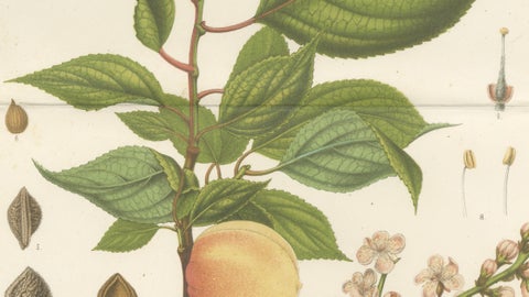 Antique Botanical Lithograph, Armenian Apricot, de Vriese, 1856, close-up 2