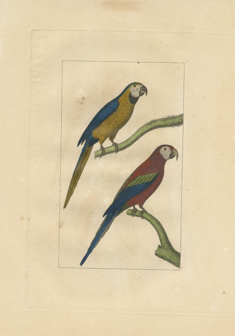 Hand Colored Antique Bird Print of Parrots, view 3