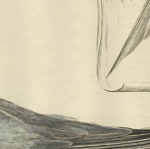 Male Common Tern (Visdiefje), Sepp & Nozeman Hand-Colored Bird Print, 1789, close-up 1