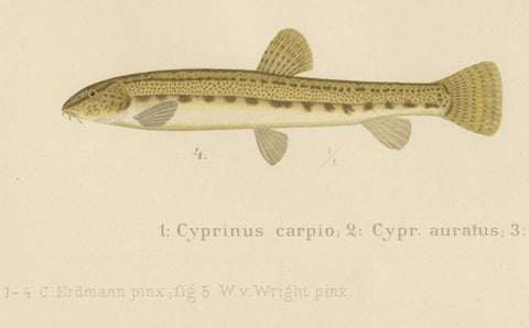 Carp, Goldfish, and Loaches - Vibrant Freshwater Fish of Scandinavia, 1895, close-up 3