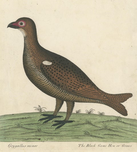 Hand Colored Antique Print of a Black Game Hen or Grouse, view 3