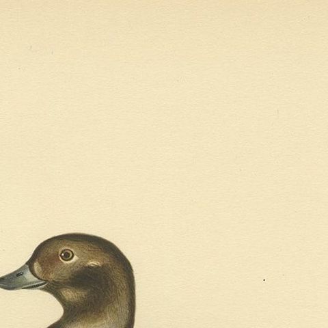 Antique Bird Print of a Young Female Long-Tailed Duck by Von Wright '1929', close-up 1