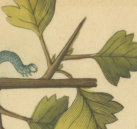 English Moths on Hawthorn Branch, Early 18th-Century Hand-Colored Print, view 6