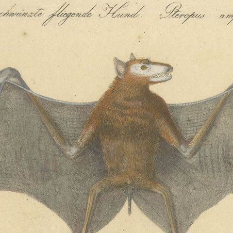 Antique Flying Fox Bat Lithograph by Karl Joseph Brodtmann, 1816, close-up 6