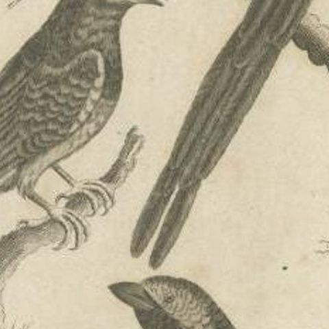 Antique Print of Passerine Birds and other Birds, 1810, close-up 2