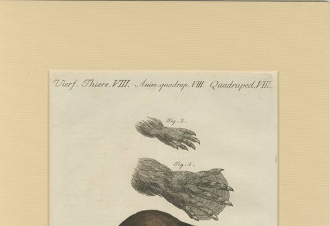 Antique Beaver with Webbed Feet Engraving, Bertuch, c. 1792, close-up 5