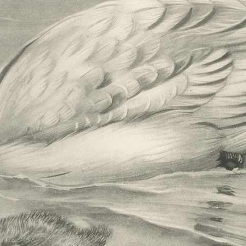 Mute Swan and Cygnet, Antique Bird Print after Lilian Medland, circa 1909, close-up 3